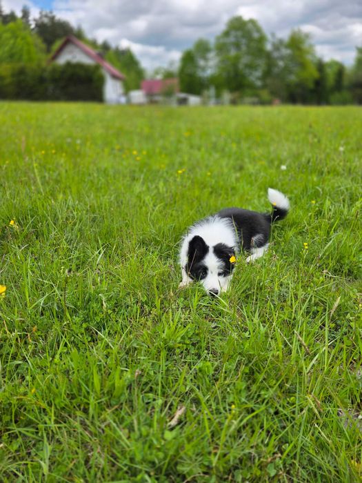 Border Collie ZKWP FCI pies
