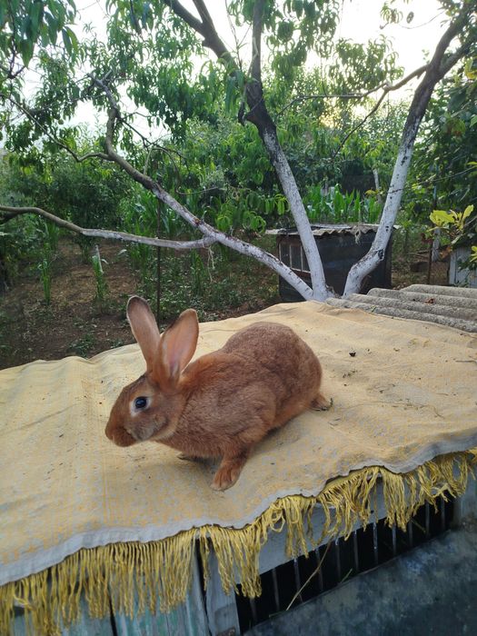 Продам королів ціна договірна