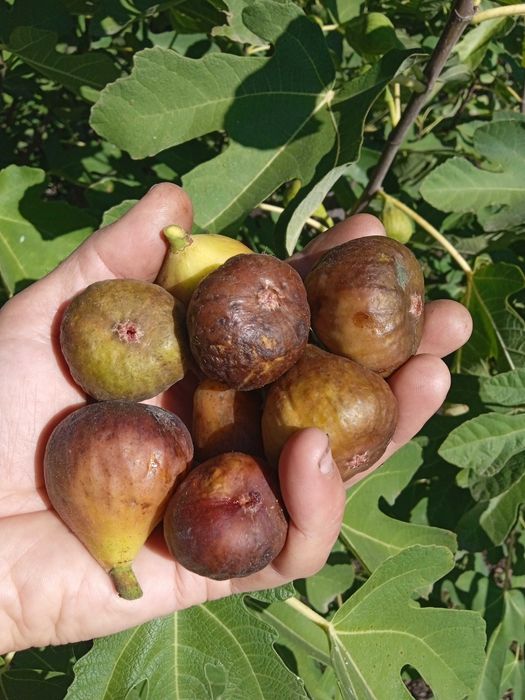 Продам  живці інжиру Турецький коричневий