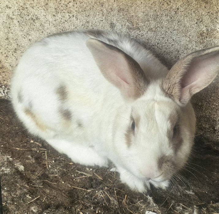 Coelhos raça  Borboleta (gigante)
