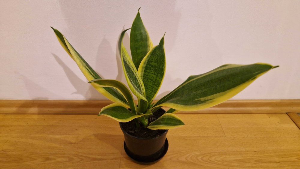 Sanseweria gwinejska wężownica Duża