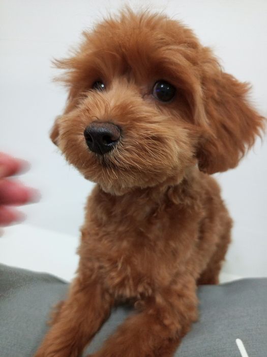 5-и міс.малюк МальтіпуF2