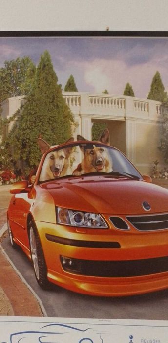 Calendário 2025 - Foto Cães ao volante - Novo