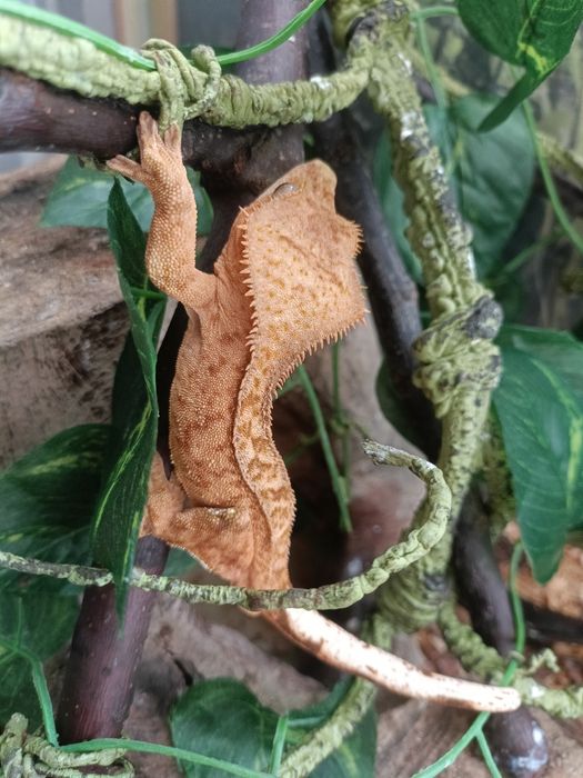 2 Gekony orzesione plus terrarium