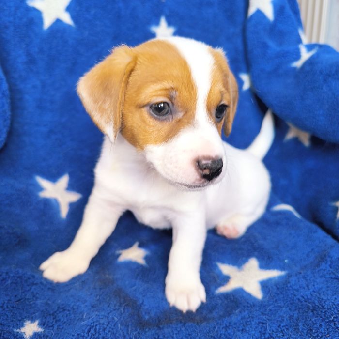 Цуценя дівчинка3 Джек Рассел тер'єр