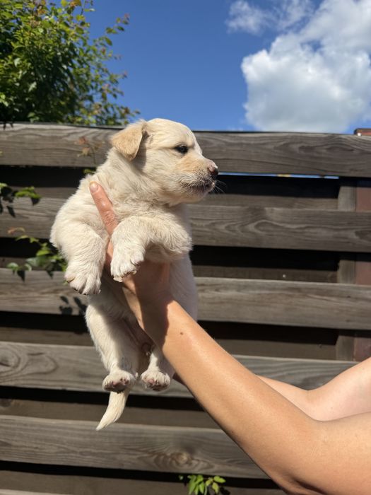 Чарівні цуценята шукають родину