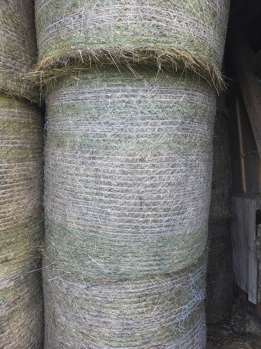 Siano tegoroczne 2025