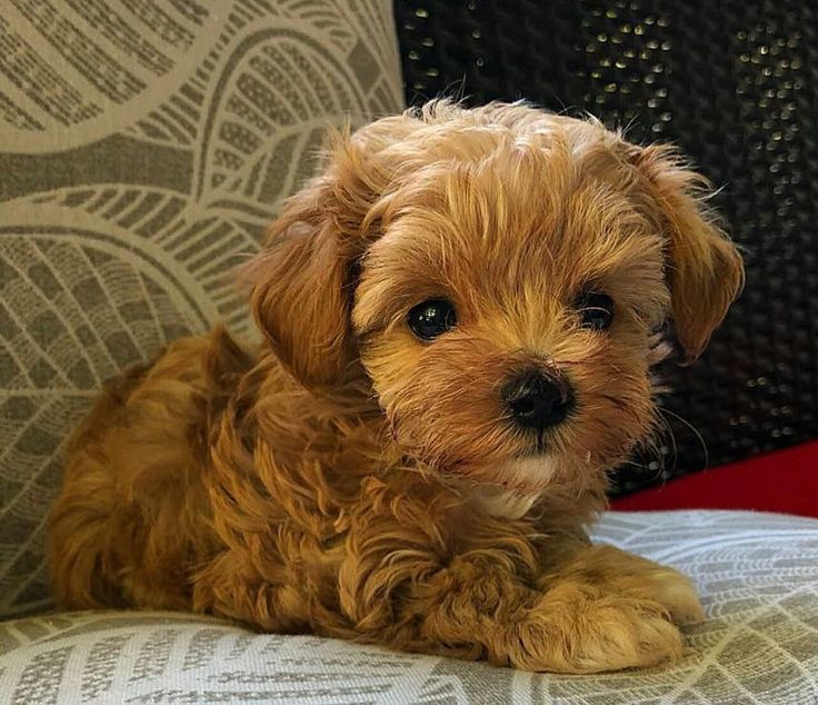 Мальтіпу з гармонійною психікою