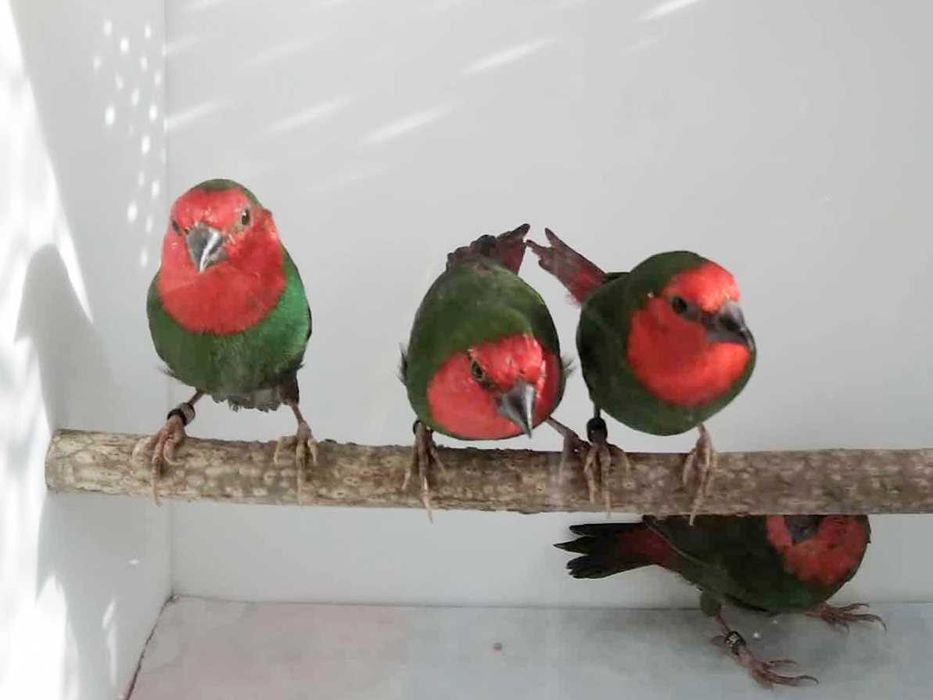 Papuziki czerwonolice