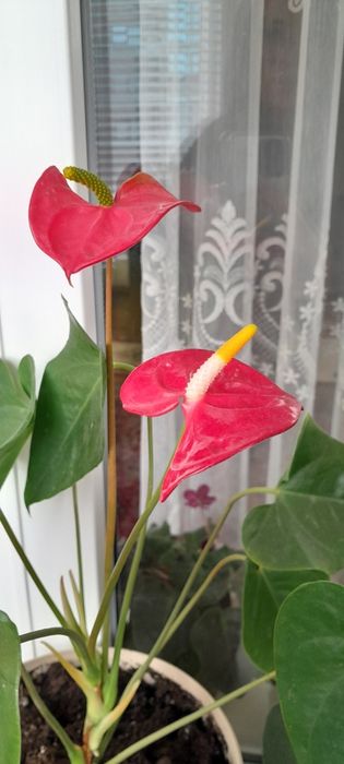 Артуріум червоний.  Чоловіче щастя.