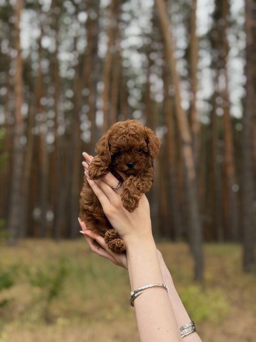 Toy poodle, той пудель red