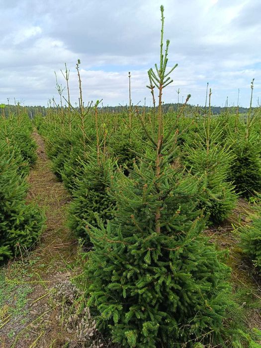 Choinki / Świerk srebrny / Świerk pospolity