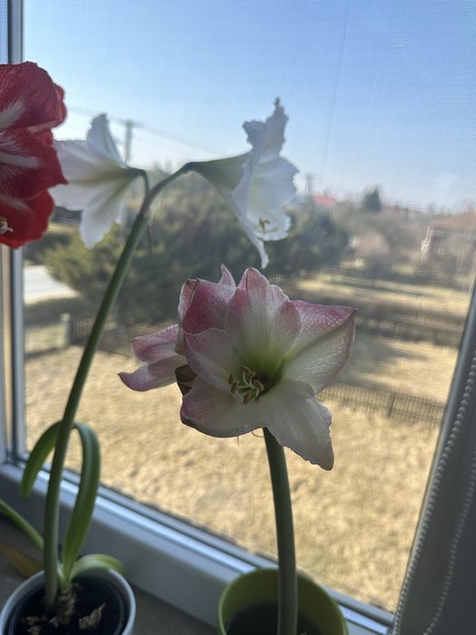 Sprzedam tegoroczne nasiona Amarylis
