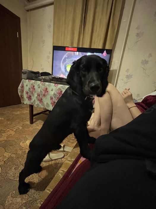 В’язка Кокер спанієль