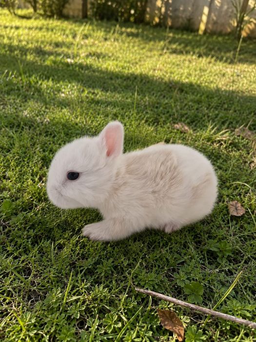 Coelhinhos Anões Bebés Disponíveis!