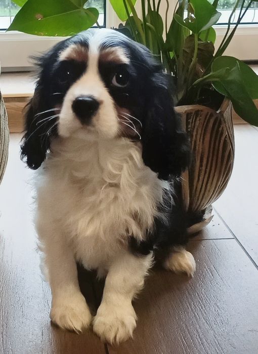 Cavalier King Charles spaniel