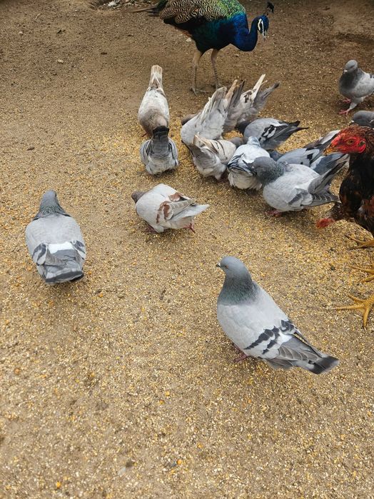 Pombos mundanos mais de um kg