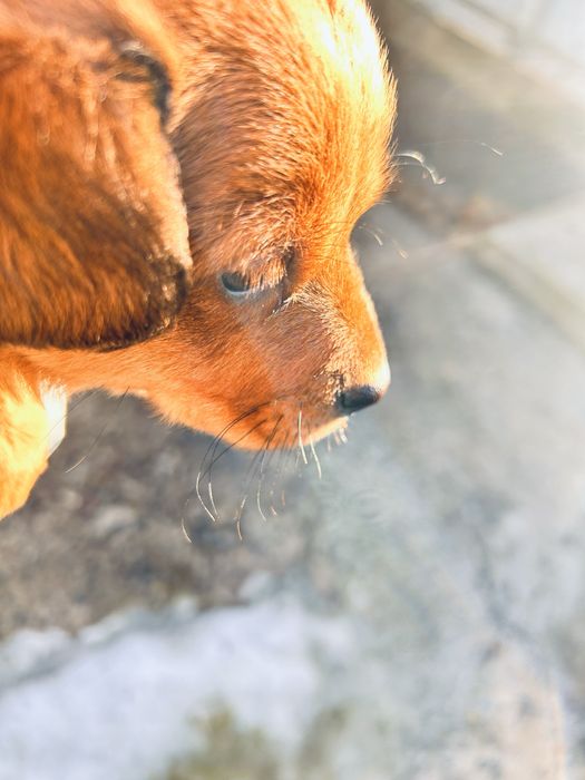 Віддам в добрі руки ( такса)