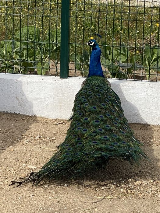 Pavões Machos venda