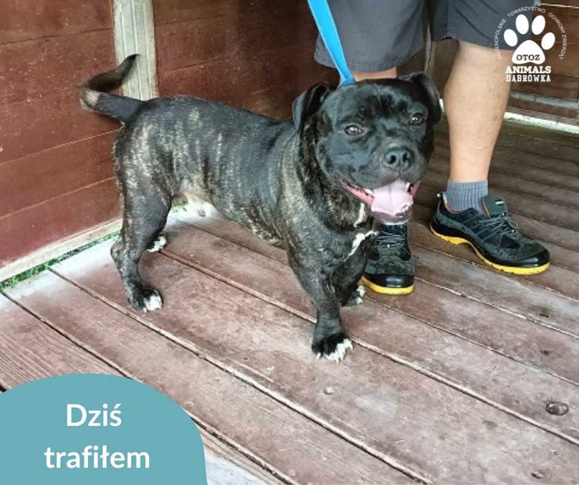 Znaleziono psa przy ul. Turystycznej