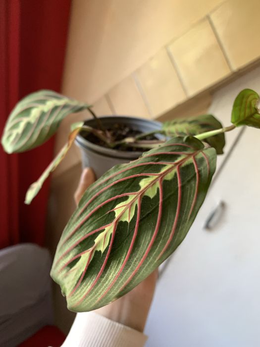 Maranta lemon lime i tricolor