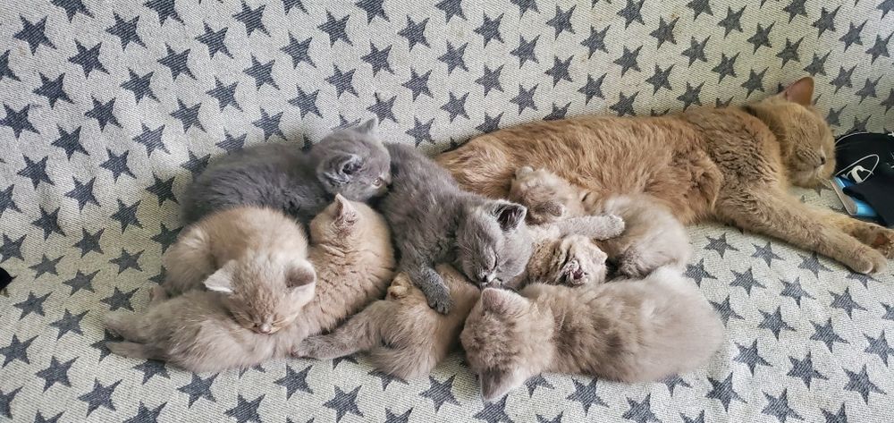Шотландські кошенята котик кішка