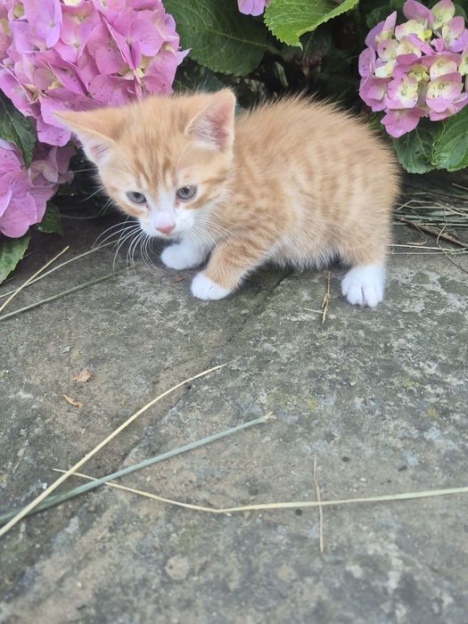 Котик хлопчик 05.05.26