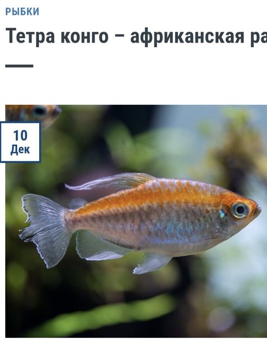 Тетра Конго 9 месяцев