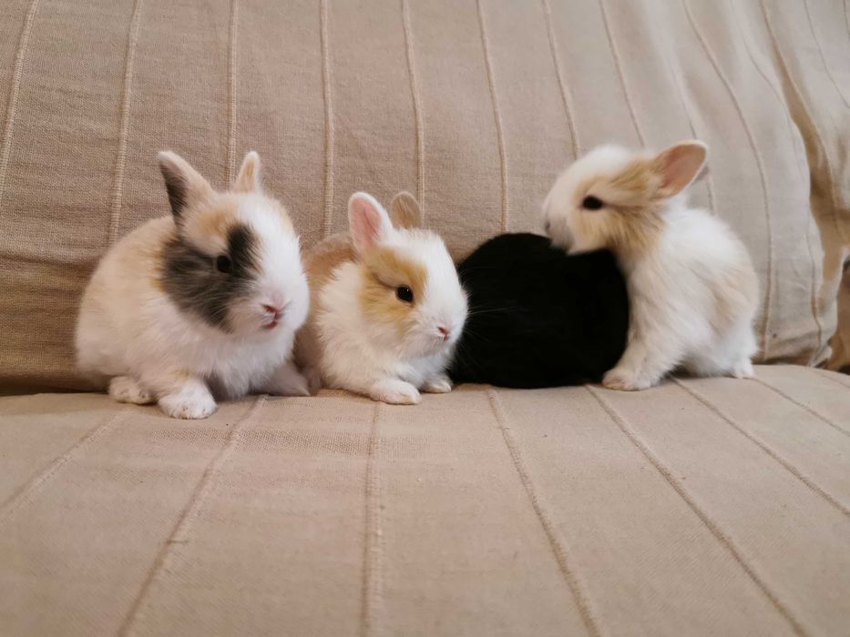 KIT Coelhos anões angorá, holandês mini e minitoy muito fofos