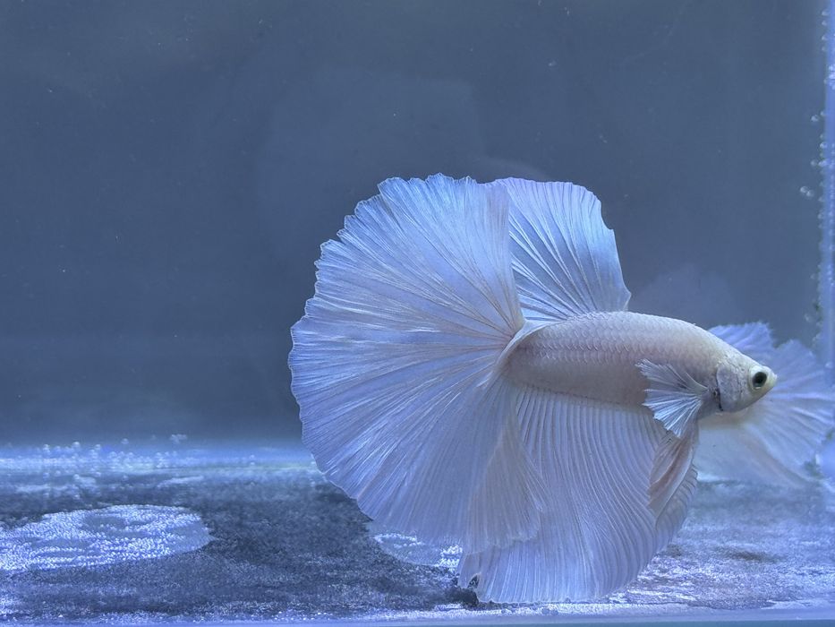 Casal Betta White Platinum Halfmoon