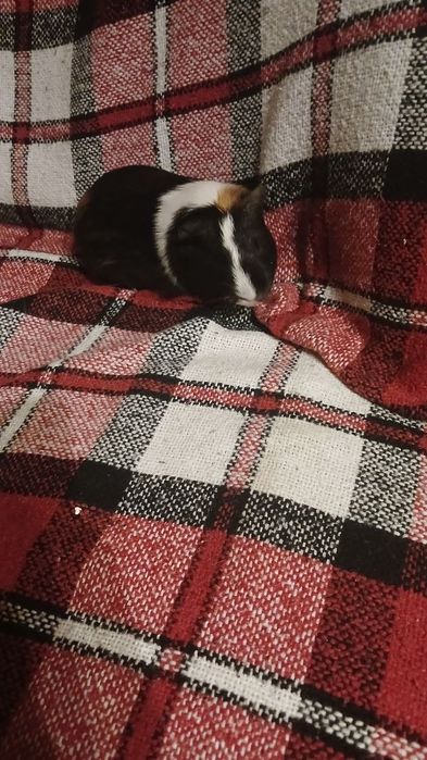 Морські свинки безкоштовно