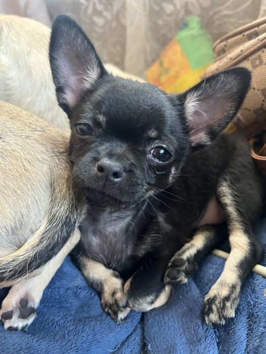 Песики в люблячу родину