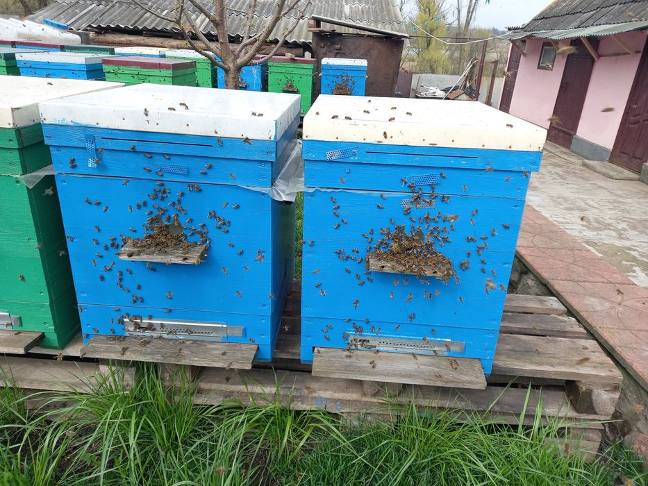 Продаються бджоли