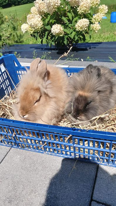 Króliki miniaturki Karzełki Teddy samiczki