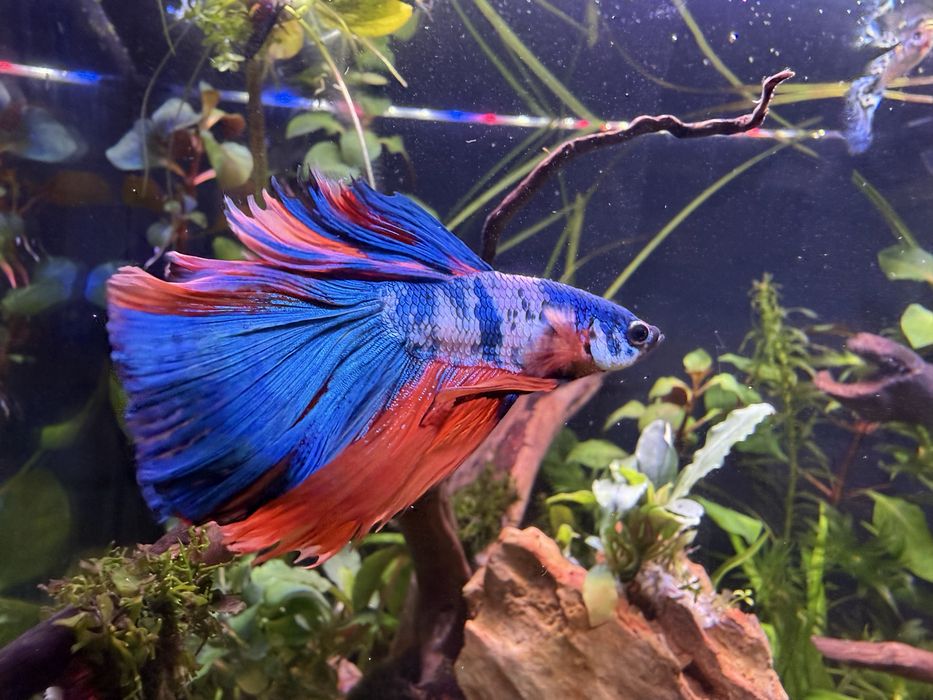Bojownik multicolor samiec