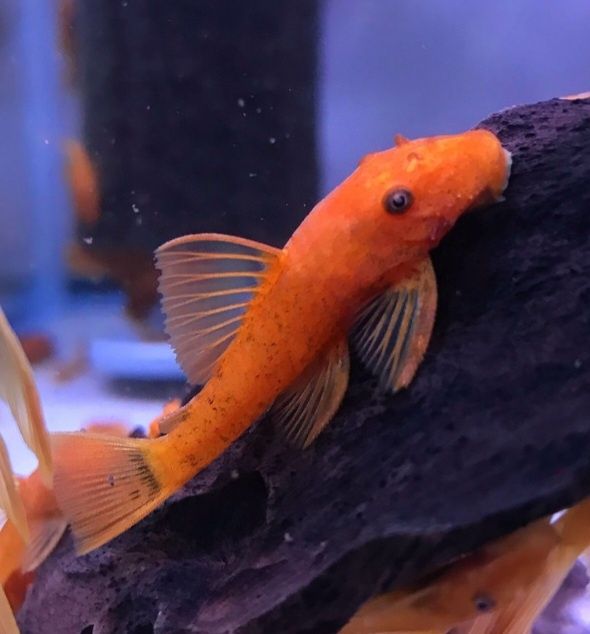 Ancistrus Super Red