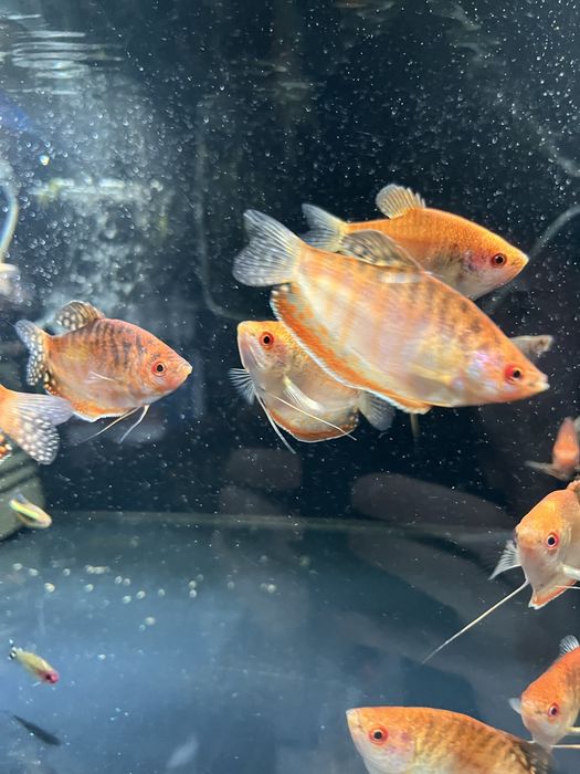 Gurami Red Aqualife