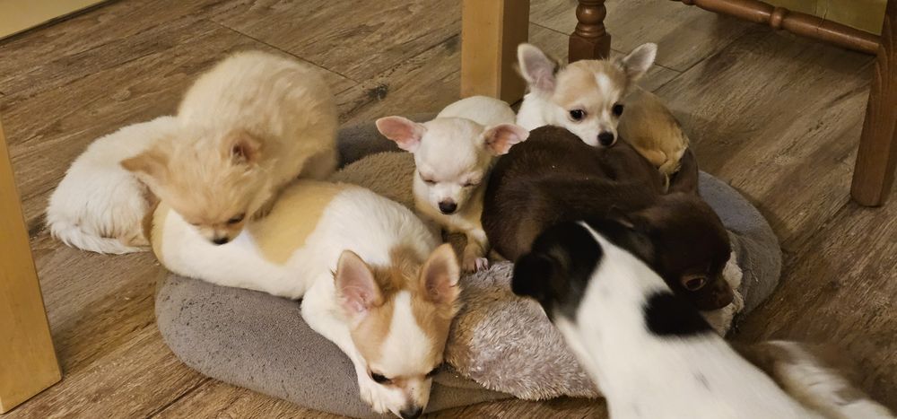 Rysiu gotowy do odbioru chihuahua Łążynek