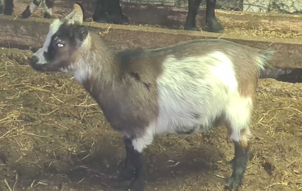 Cabras femeas micro anas