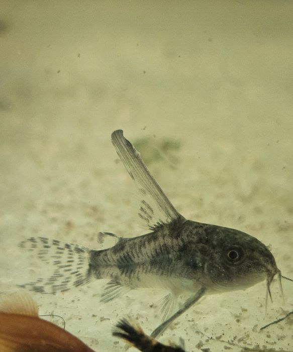 Kirys długa płetwa- rzadkość