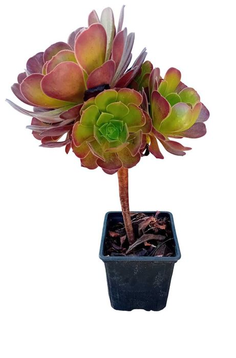 Aeonium arboreum atropurpureum roxo / verde