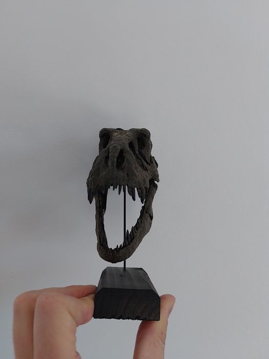Replika Czaszki T-rexa miniatura