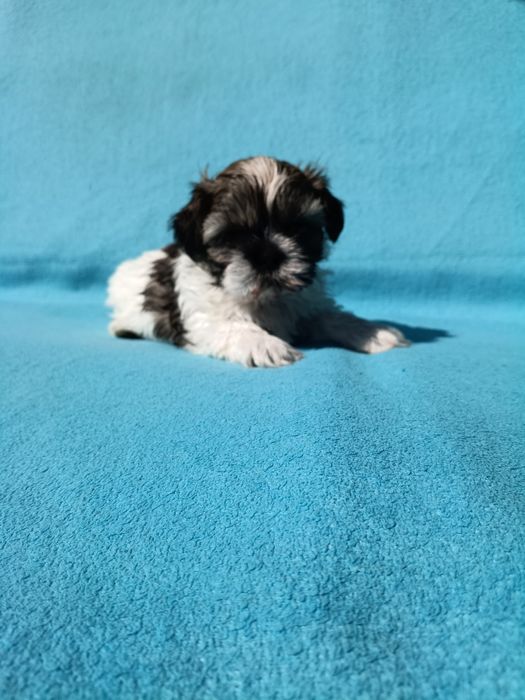 Shih Tzu chłopiec tricolor