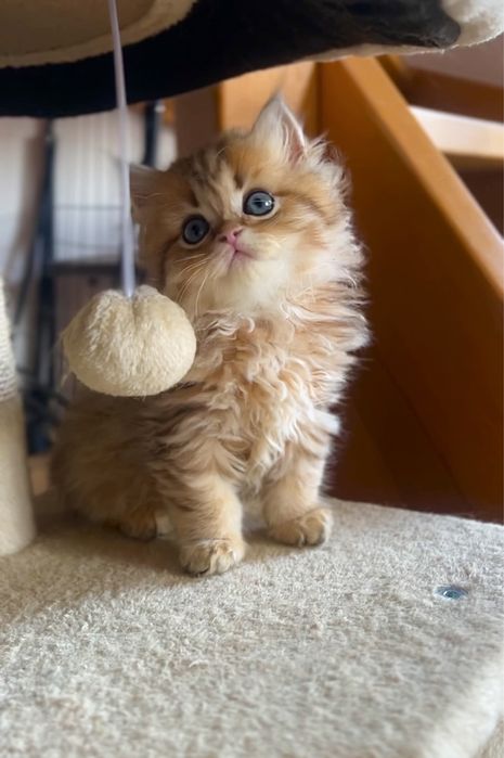 Szkocka koteczka złota szynszyla WCF/PZF+Box prezentowy