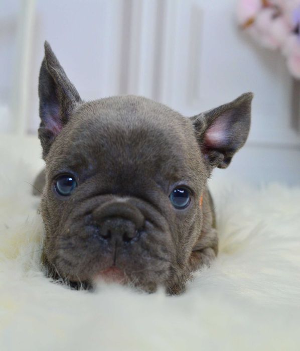 Казкові малюки у пошуках люблячих родин!!!