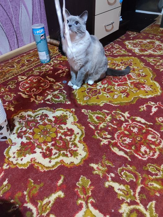 Віддам кішечку доброму господарю