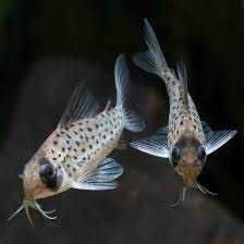 Kirysek ekwadorski - Corydoras atropersonatus - Kirys - dowóz, wysyłka