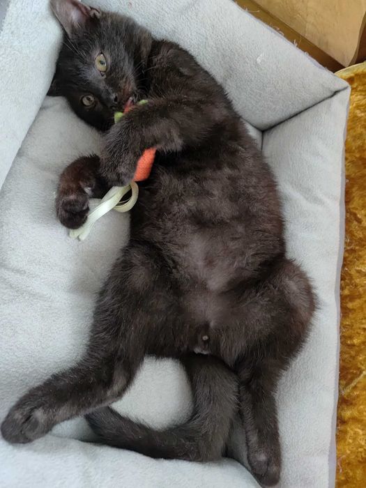 Kocurek Koralik szuka domku