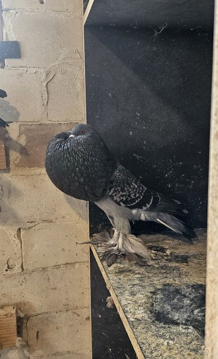 Garlacze Pomorskie Samica 25r Groch