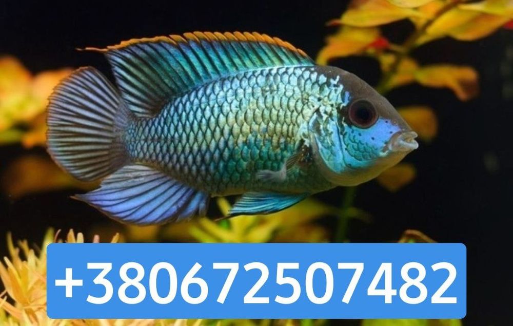 Нанакара Неон блу